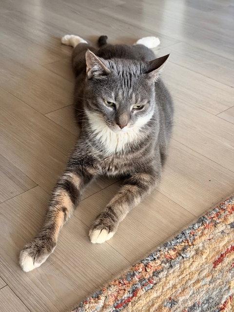 Enlarge Snoop, a Adoptable Domestic Short Hair in Chandler, AZ image 3/3