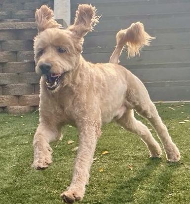 Happy, an adoptable Goldendoodle in POTOMAC, MD, 20854 | Photo Image 1