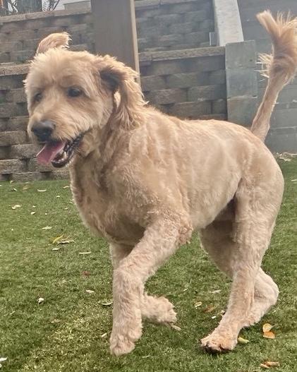Happy, an adoptable Goldendoodle in POTOMAC, MD, 20854 | Photo Image 5