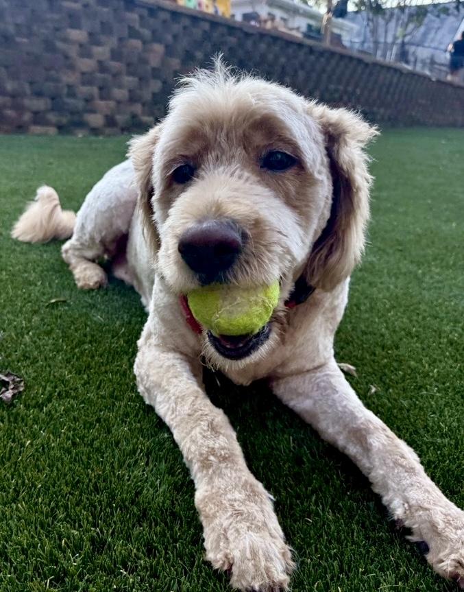Happy, an adoptable Goldendoodle in POTOMAC, MD, 20854 | Photo Image 3