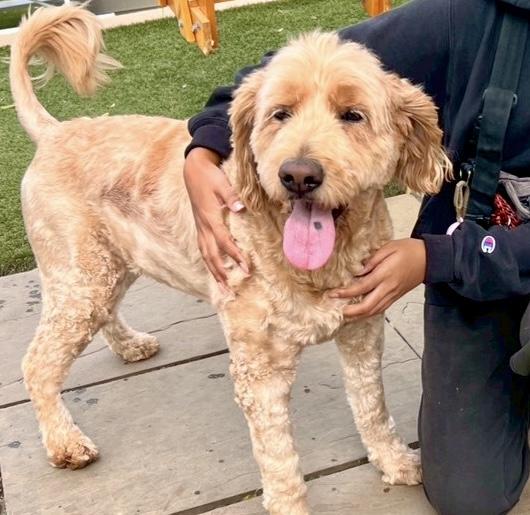 Happy, an adoptable Goldendoodle in POTOMAC, MD, 20854 | Photo Image 6