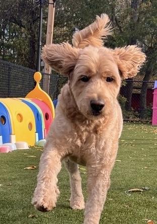Happy, an adoptable Goldendoodle in POTOMAC, MD, 20854 | Photo Image 4