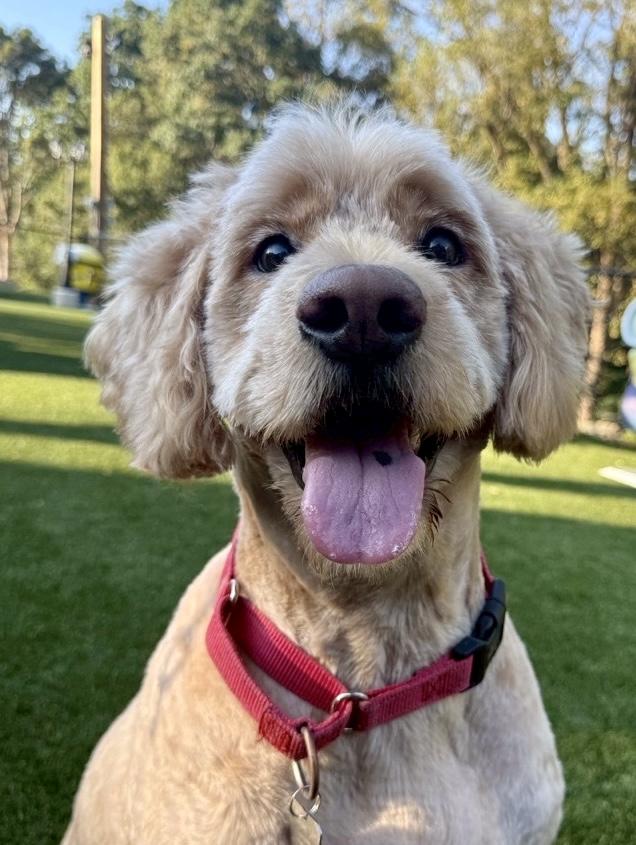 Happy, an adoptable Goldendoodle in POTOMAC, MD, 20854 | Photo Image 2