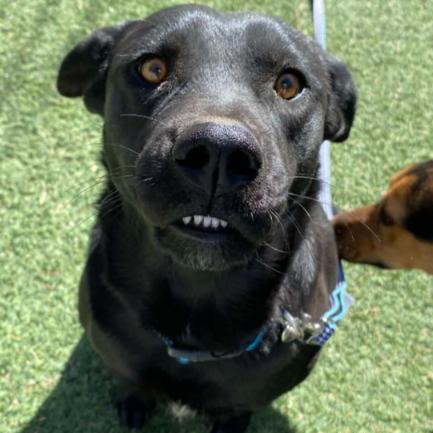 Raven, Adoptable, Young Female Black Labrador Retriever.