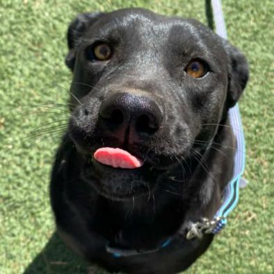 Enlarge Raven, a Adoptable mixed breed in Fort Collins, CO image 2/5