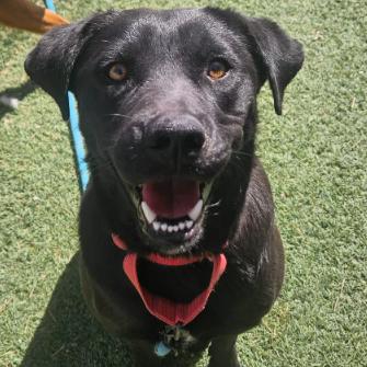 Enlarge Raven, a Adoptable mixed breed in Fort Collins, CO image 3/5