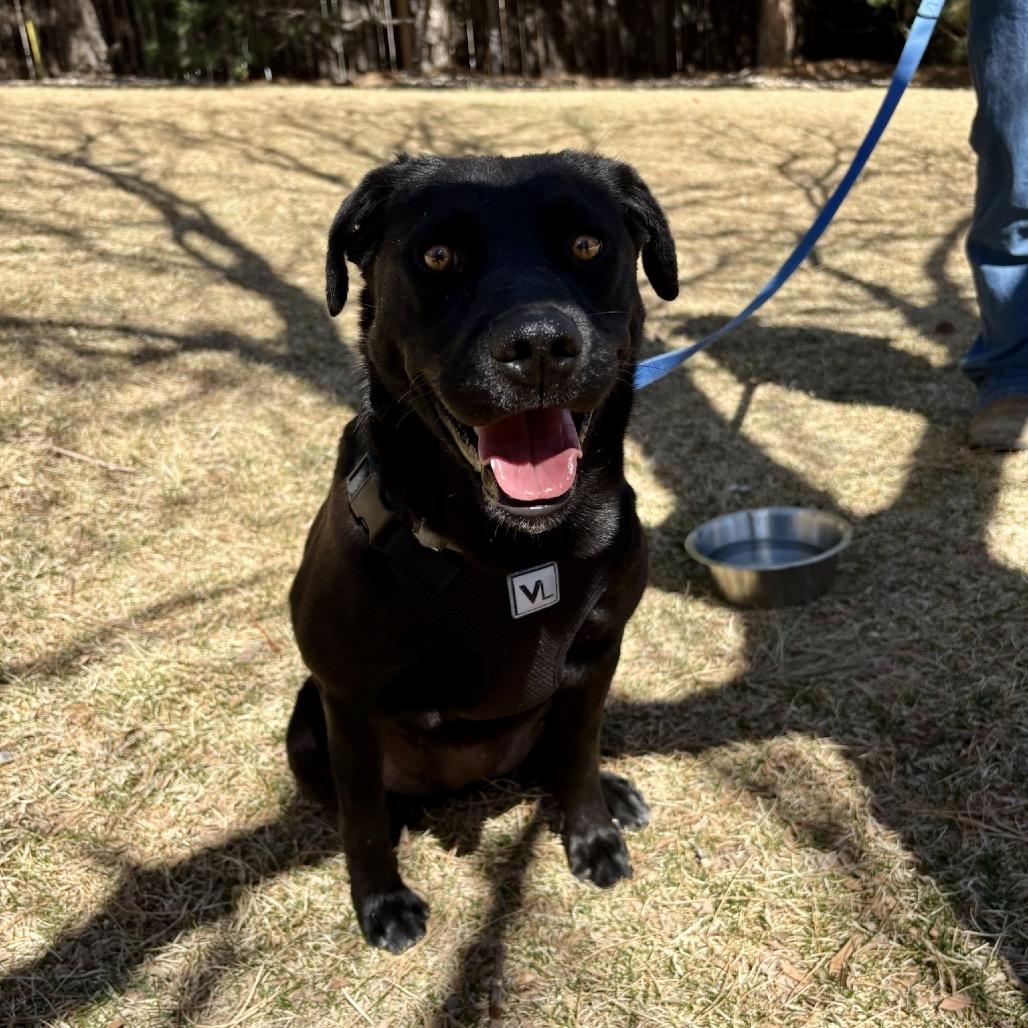 Enlarge Raven, a Adoptable mixed breed in Fort Collins, CO image 4/5