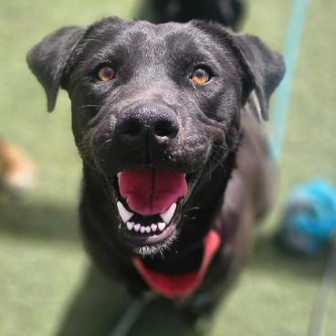 Enlarge Raven, a Adoptable mixed breed in Fort Collins, CO image 5/5