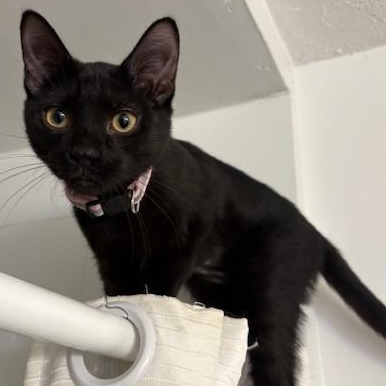 Enlarge Biscuit, a ADOPTABLE mixed breed in Bowie, MD image 2/4