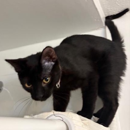 Enlarge Biscuit, a ADOPTABLE mixed breed in Bowie, MD image 3/4