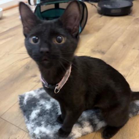 Enlarge Biscuit, a ADOPTABLE mixed breed in Bowie, MD image 1/4