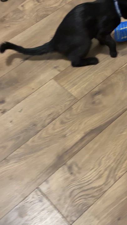 Enlarge Biscuit, a ADOPTABLE mixed breed in Bowie, MD video 4/4