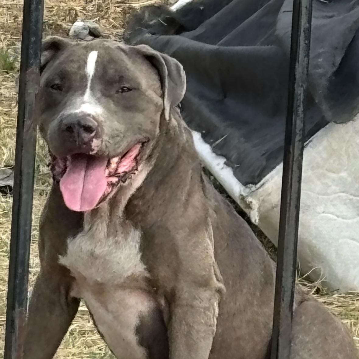 Enlarge Tank, a Adoptable mixed breed in Springfield , MO image 3/6