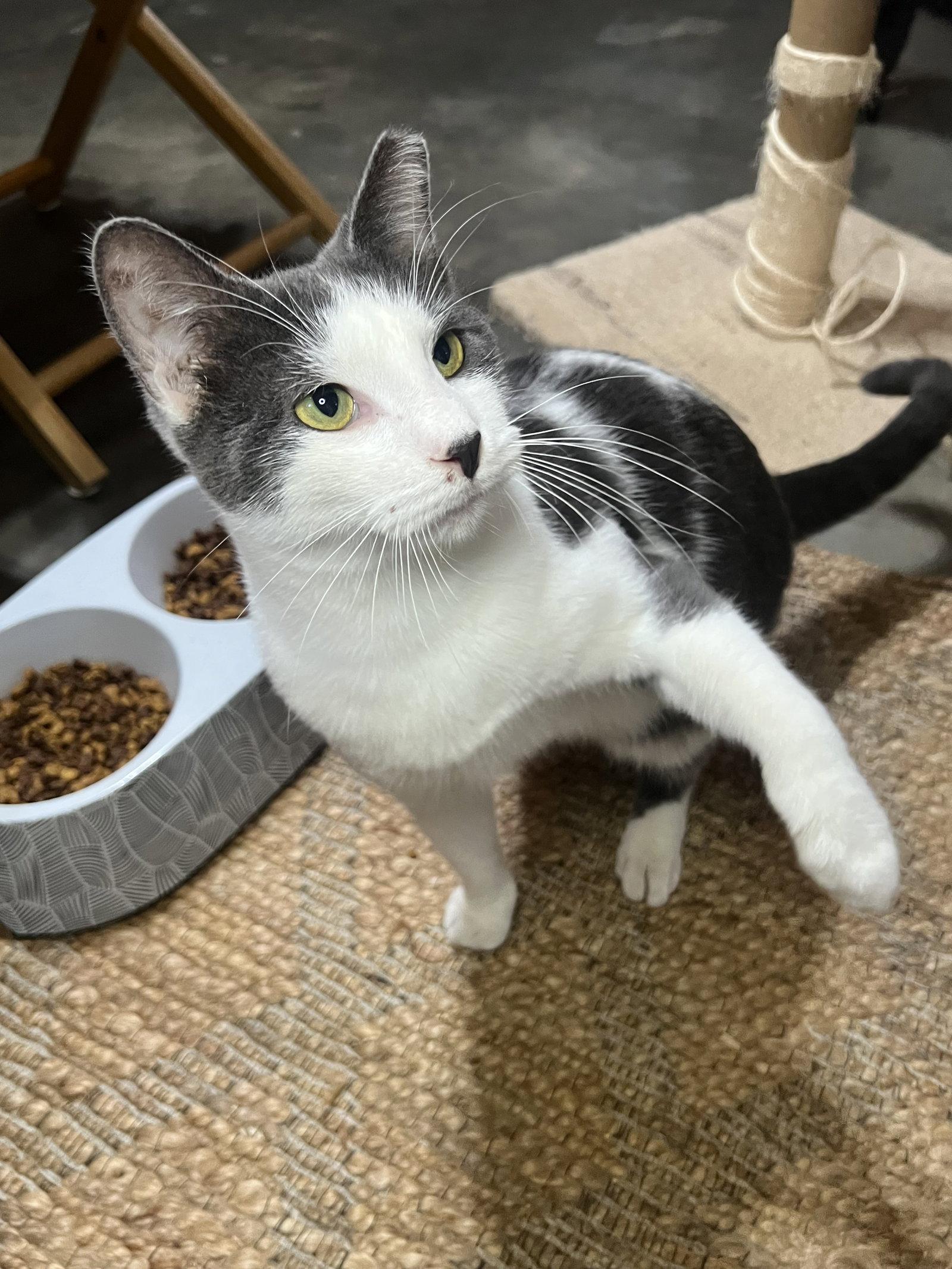 Jonnie, Adoptable, Adult Male Domestic Short Hair.