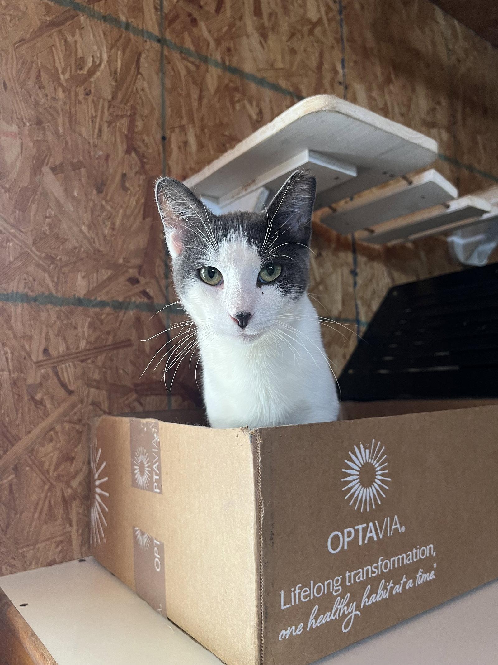 Jonnie, Adoptable, Adult Male Domestic Short Hair.