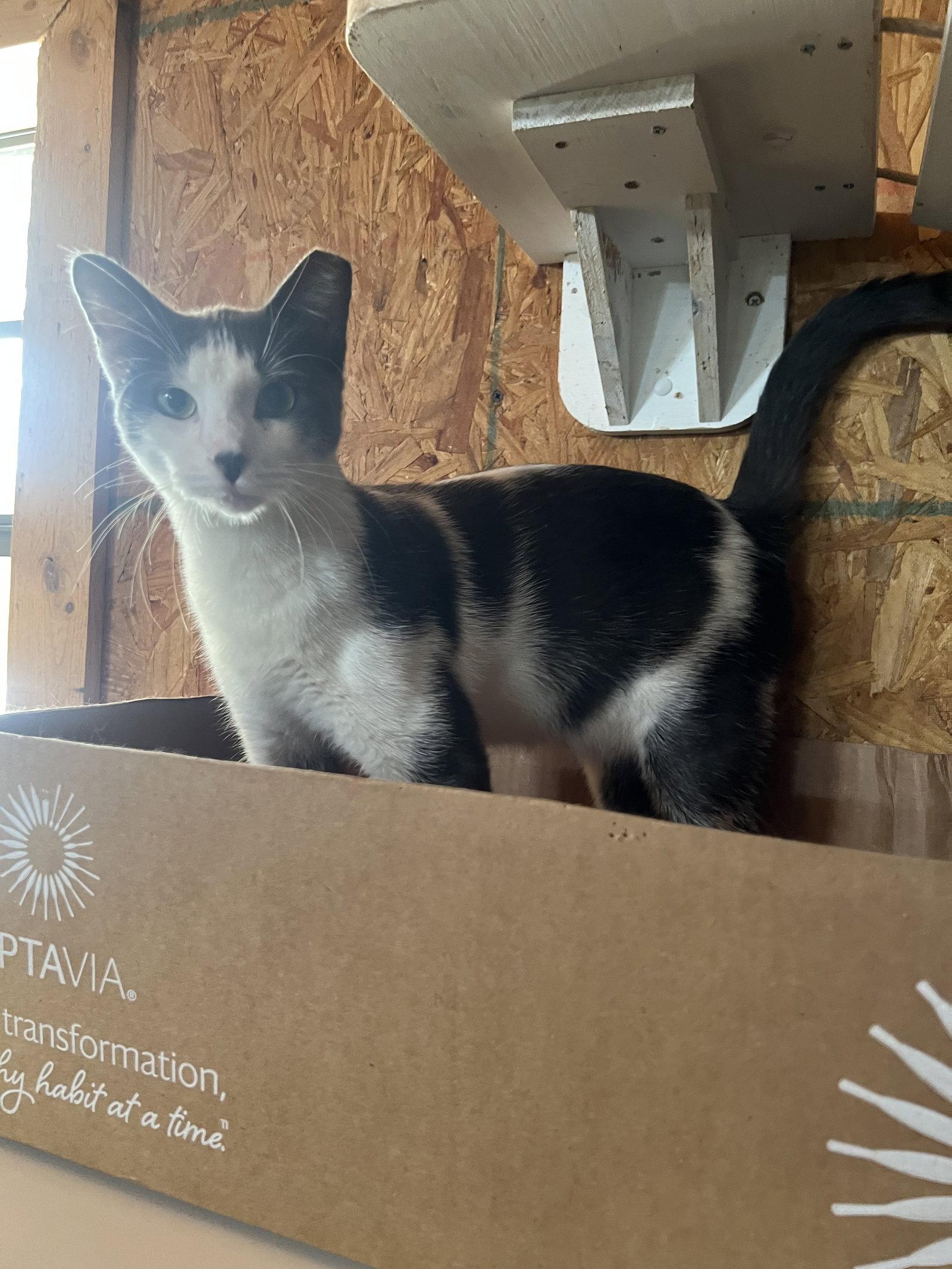 Enlarge Jonnie, a Adoptable Domestic Short Hair in Hammond, LA image 2/2