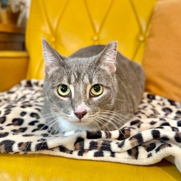 Sunshine Simpson — thumbnail 3