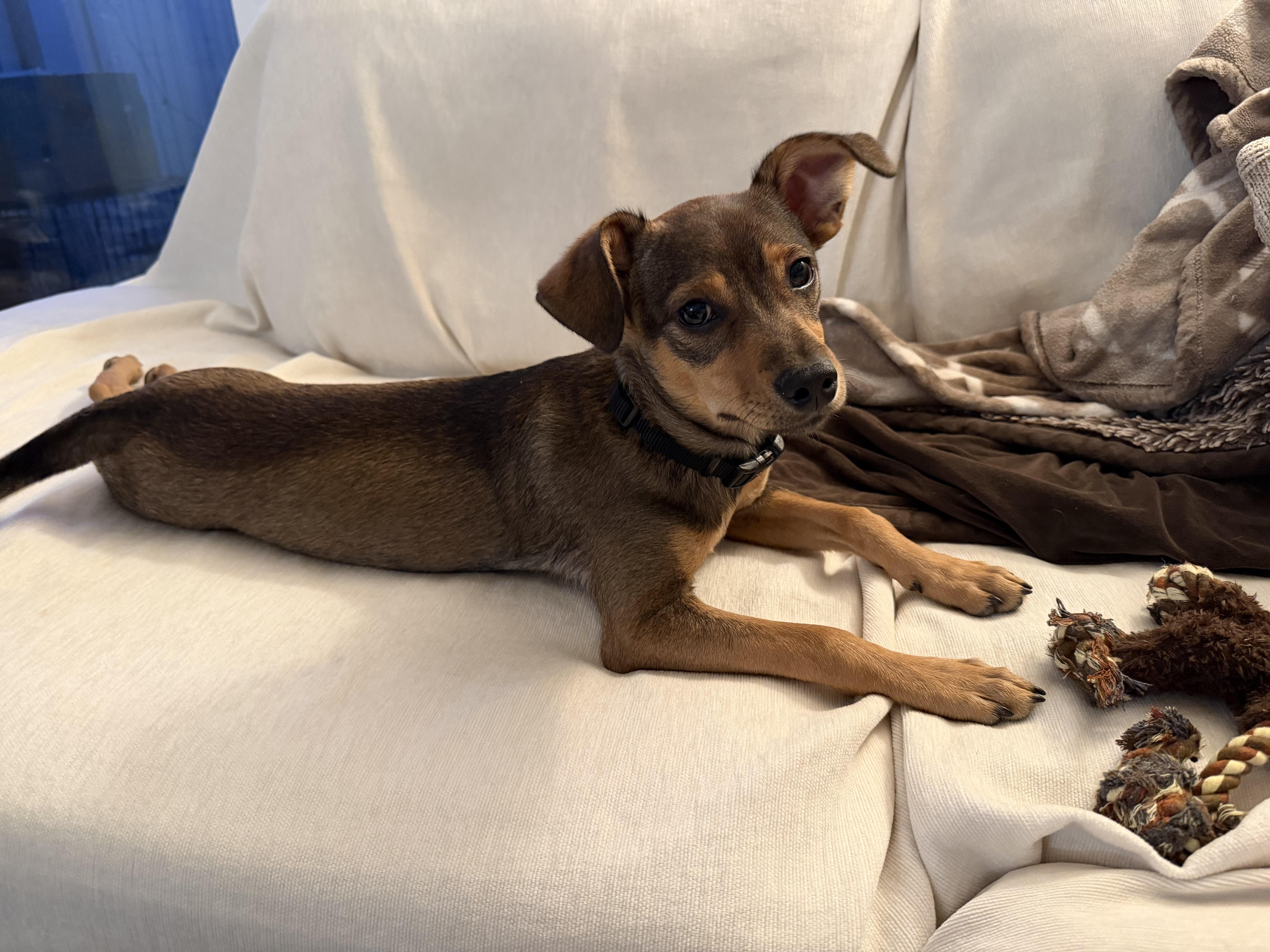 Tortellini , an adopted mixed breed in Fremont, CA image 4/4