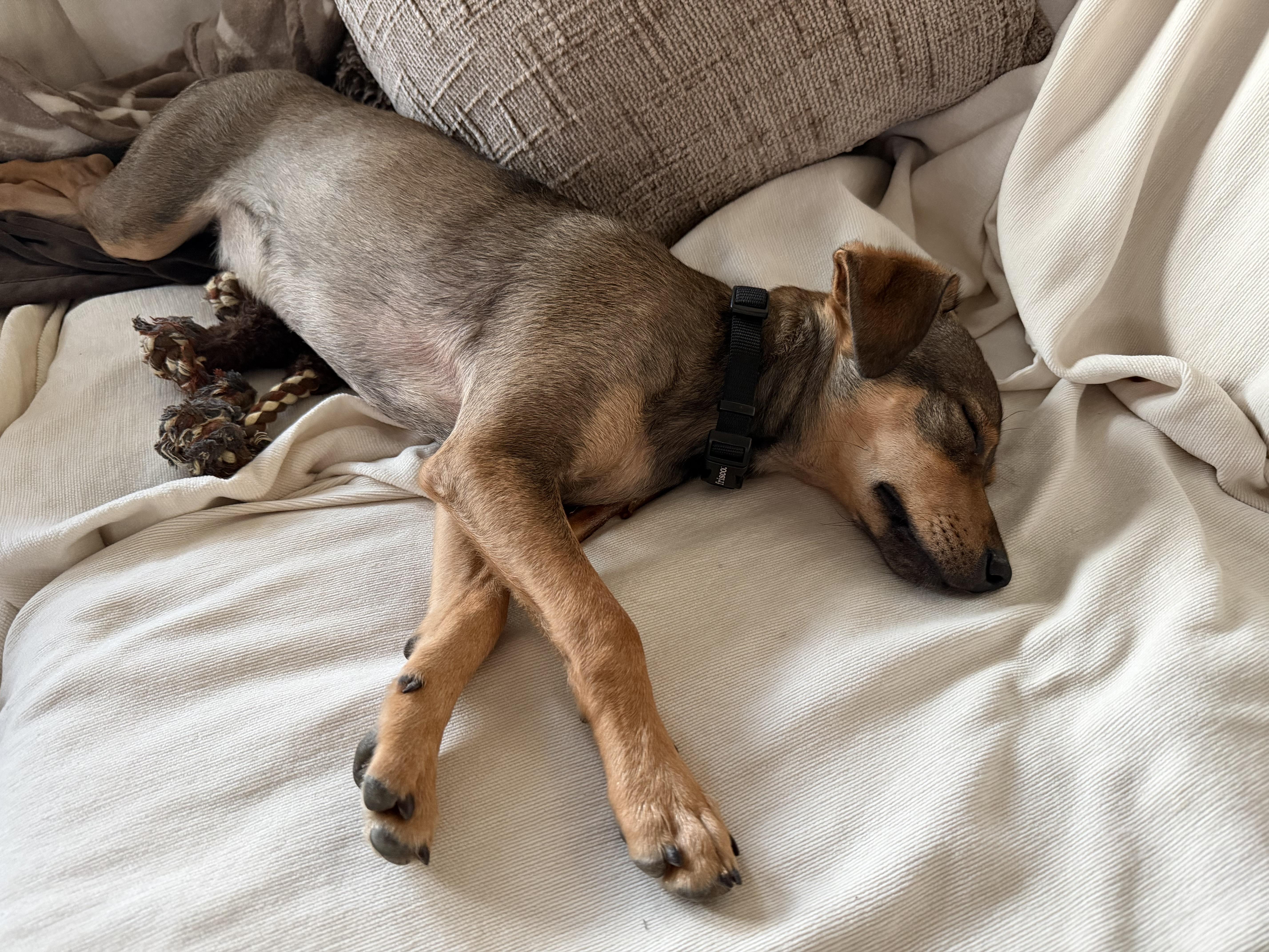 Tortellini , an adopted mixed breed in Fremont, CA image 3/4