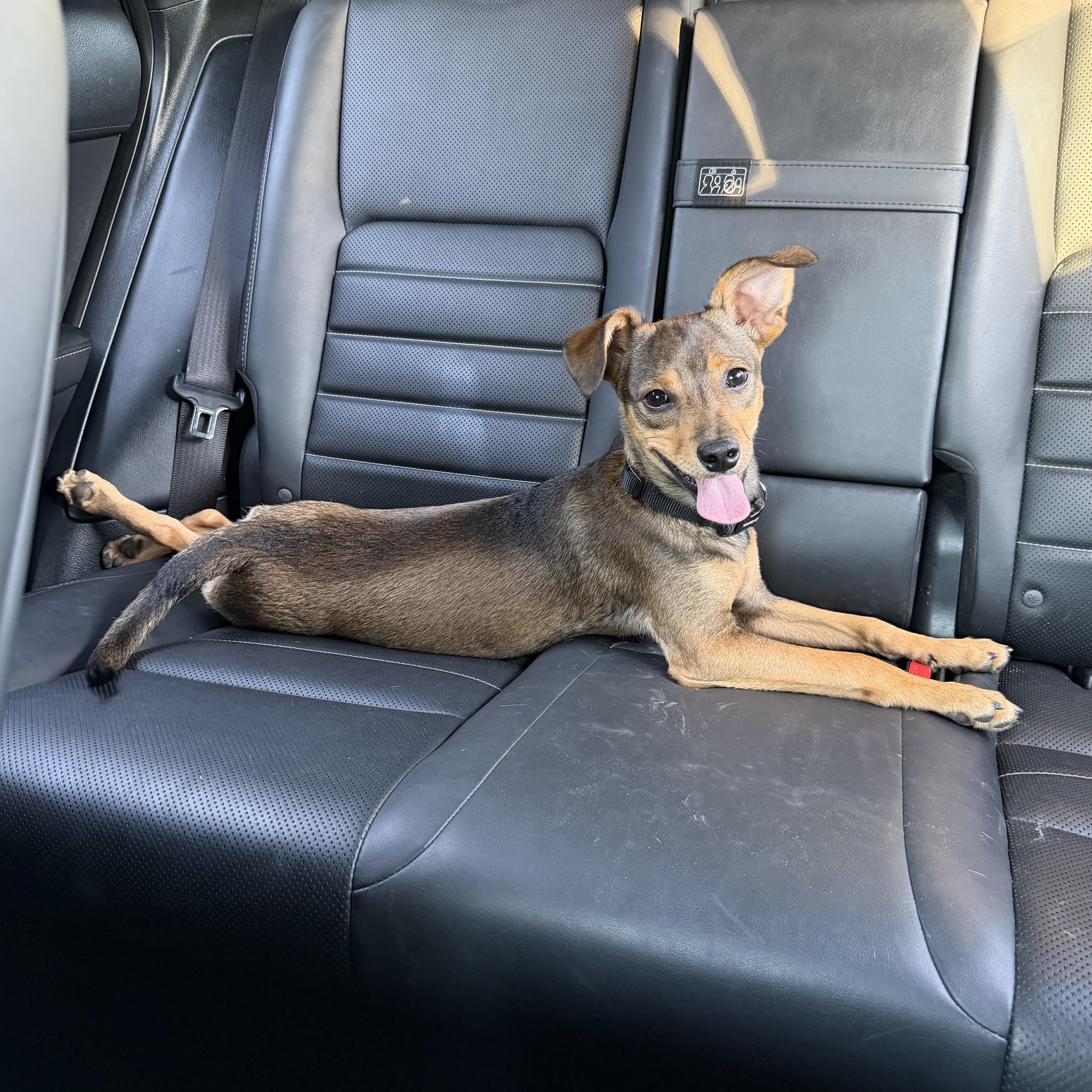 Tortellini , an adopted mixed breed in Fremont, CA image 2/4