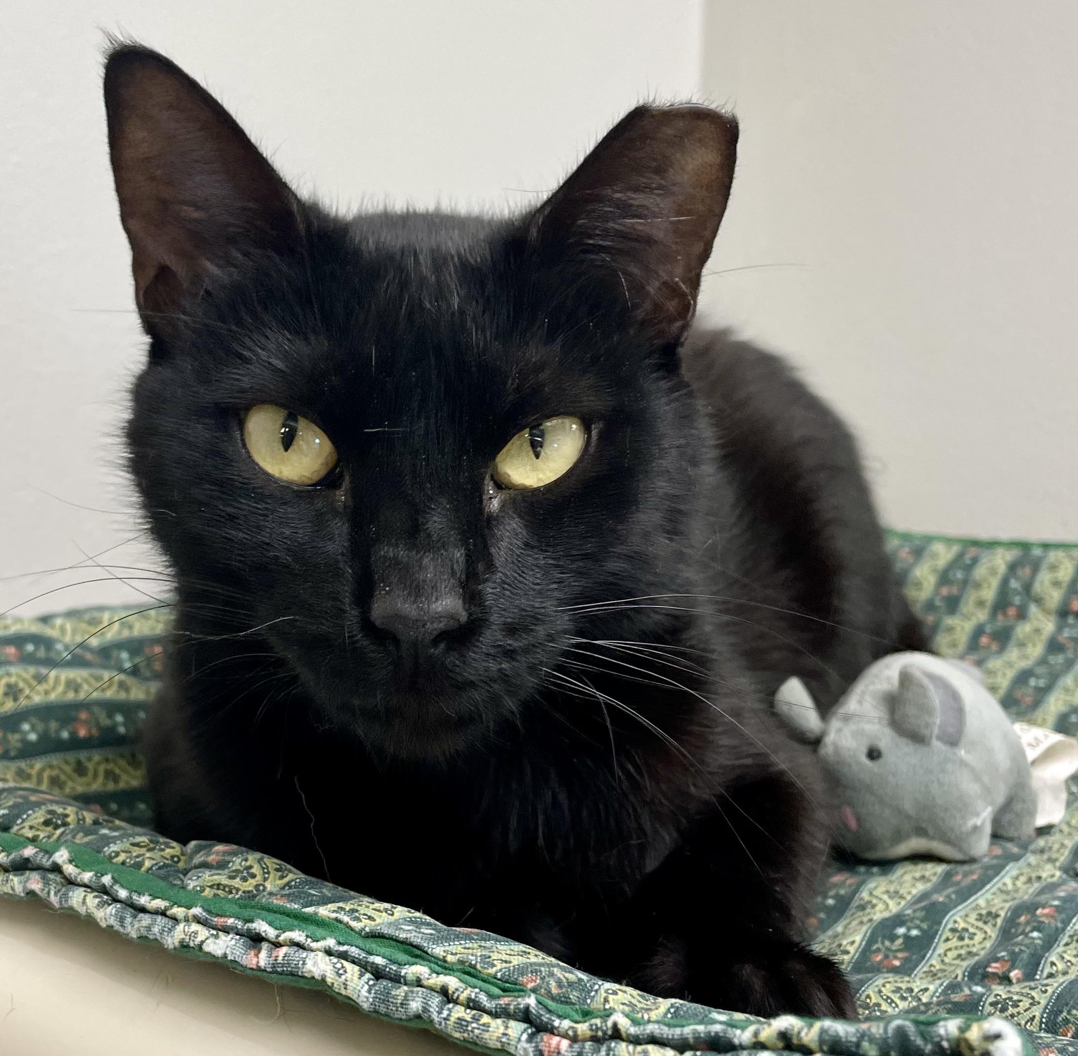 Enlarge Mellow , an adopted Domestic Short Hair in Fernandina Beach, FL image 3/3