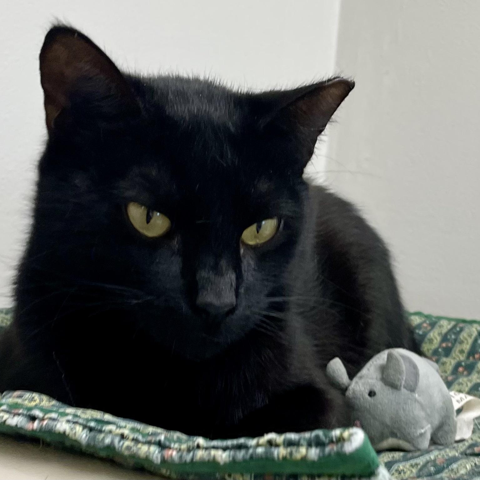 Enlarge Mellow , an adopted Domestic Short Hair in Fernandina Beach, FL image 2/3