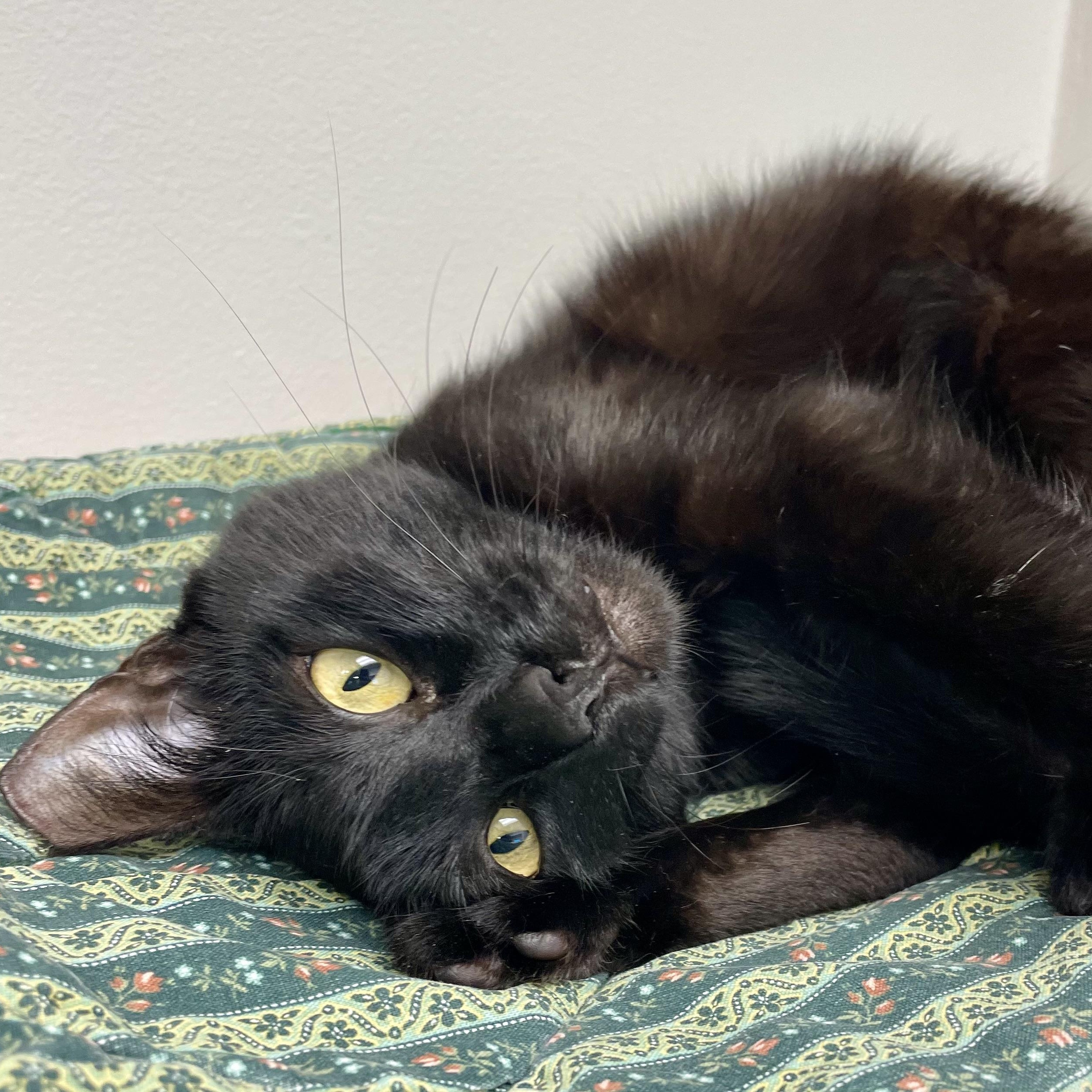 Mellow , adopted, Adult Female Domestic Short Hair.