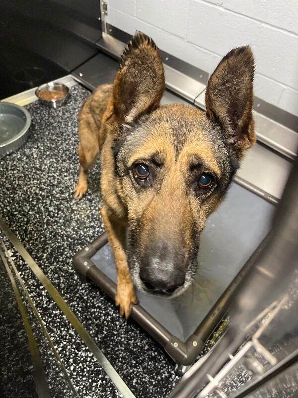 Isla, Adoptable, Adult Female German Shepherd Dog.