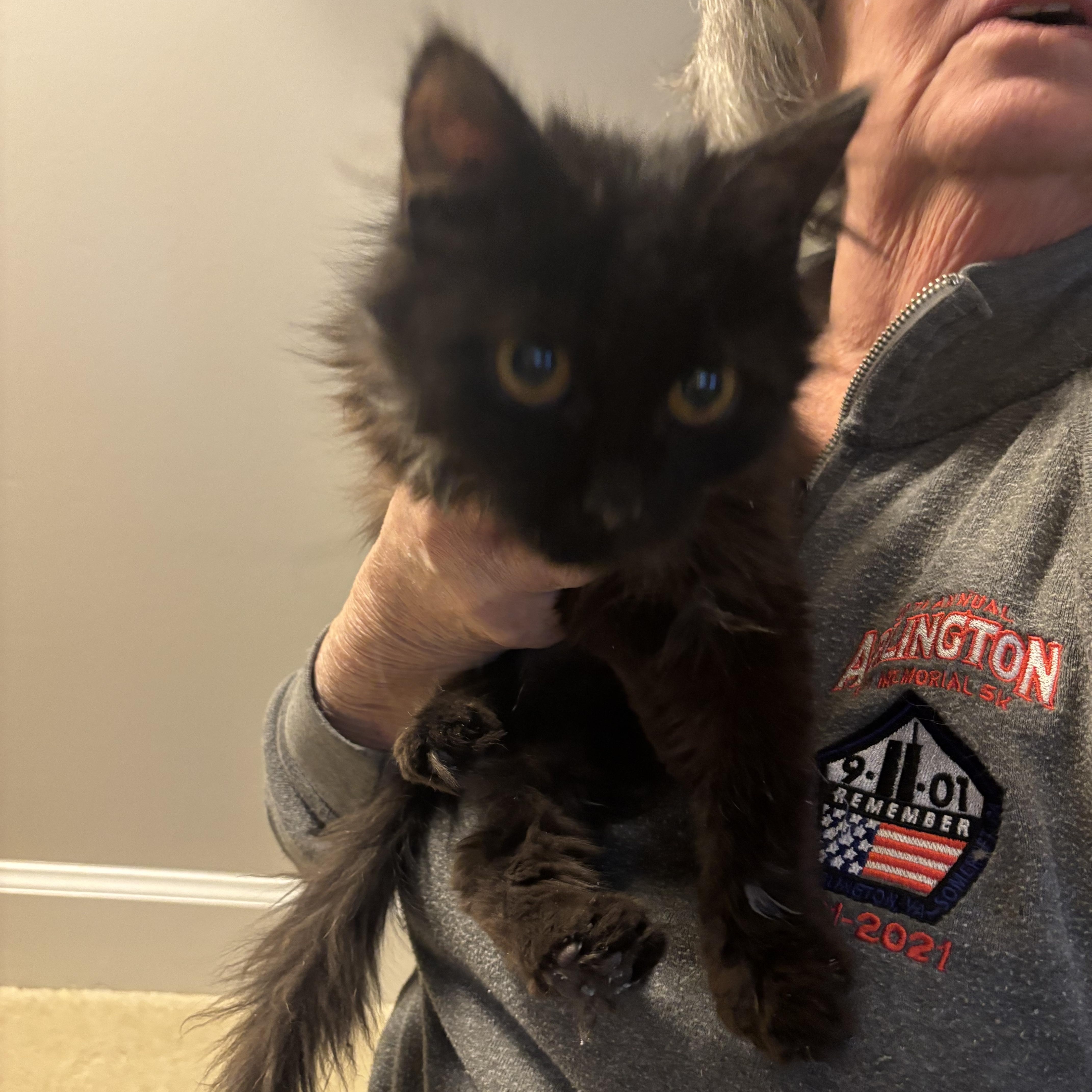 Enlarge Candy (F)  & Ramos (M) (Persian kittens), a ADOPTABLE Persian in Fairfax, VA image 4/5