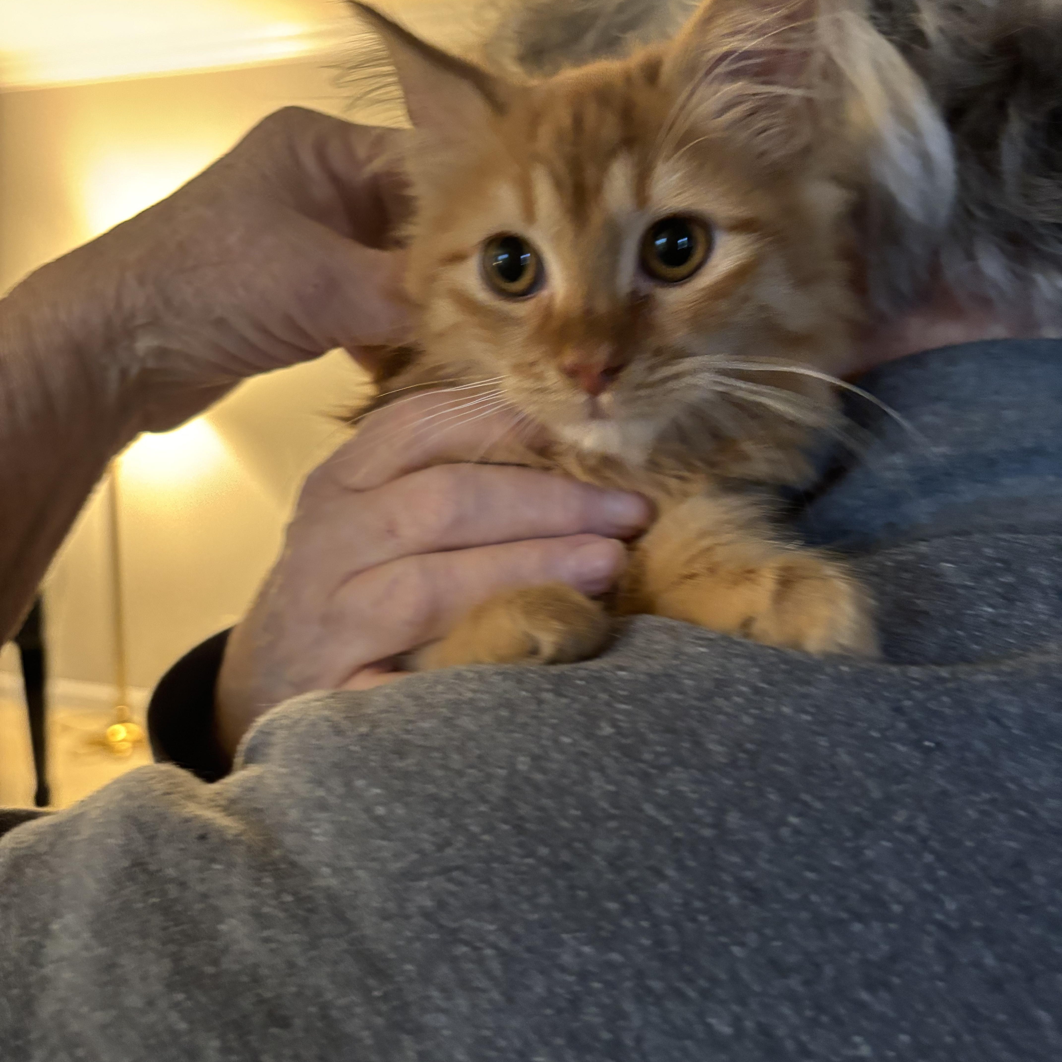 Enlarge Candy (F)  & Ramos (M) (Persian kittens), a ADOPTABLE Persian in Fairfax, VA image 3/5