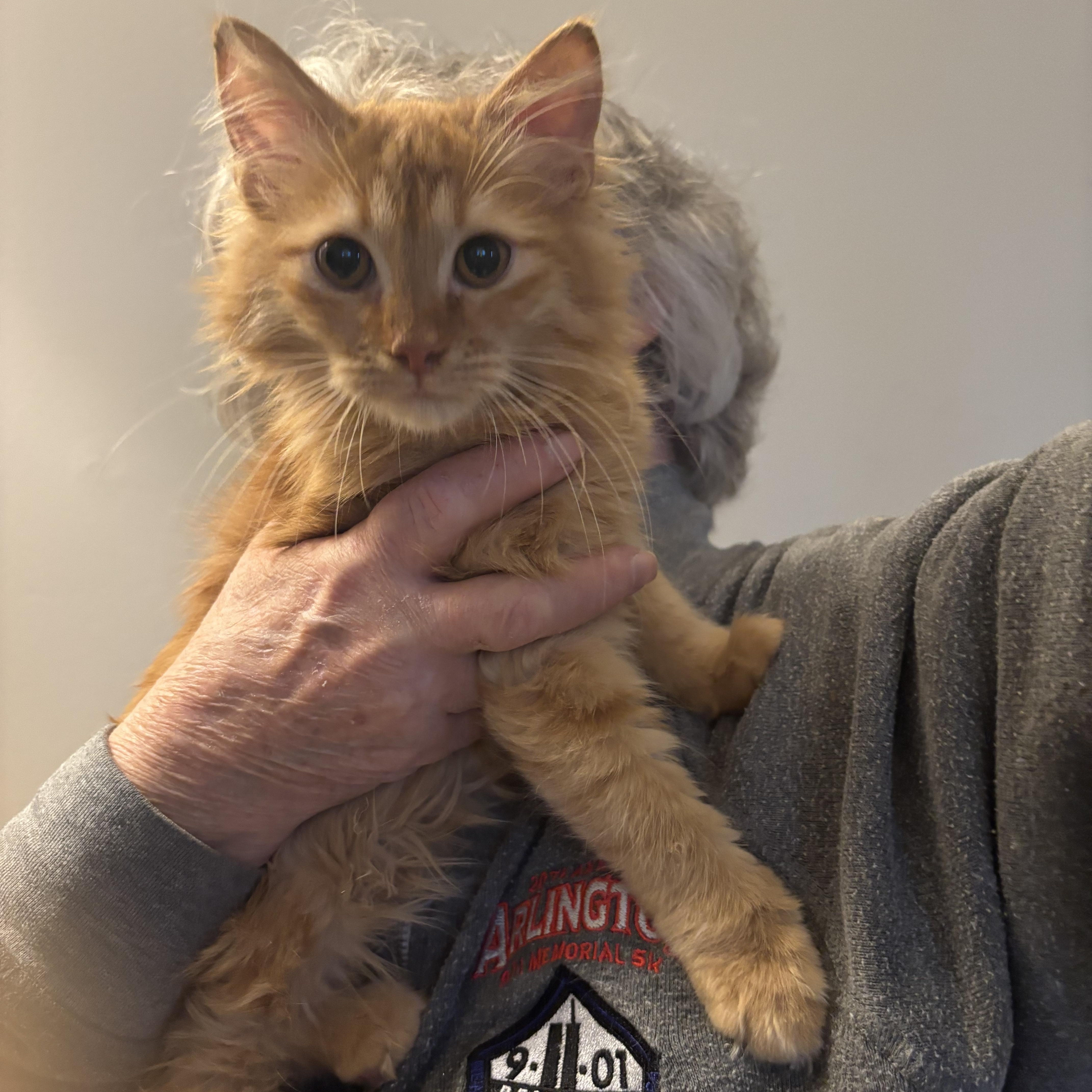 Enlarge Candy (F)  & Ramos (M) (Persian kittens), a ADOPTABLE Persian in Fairfax, VA image 1/5