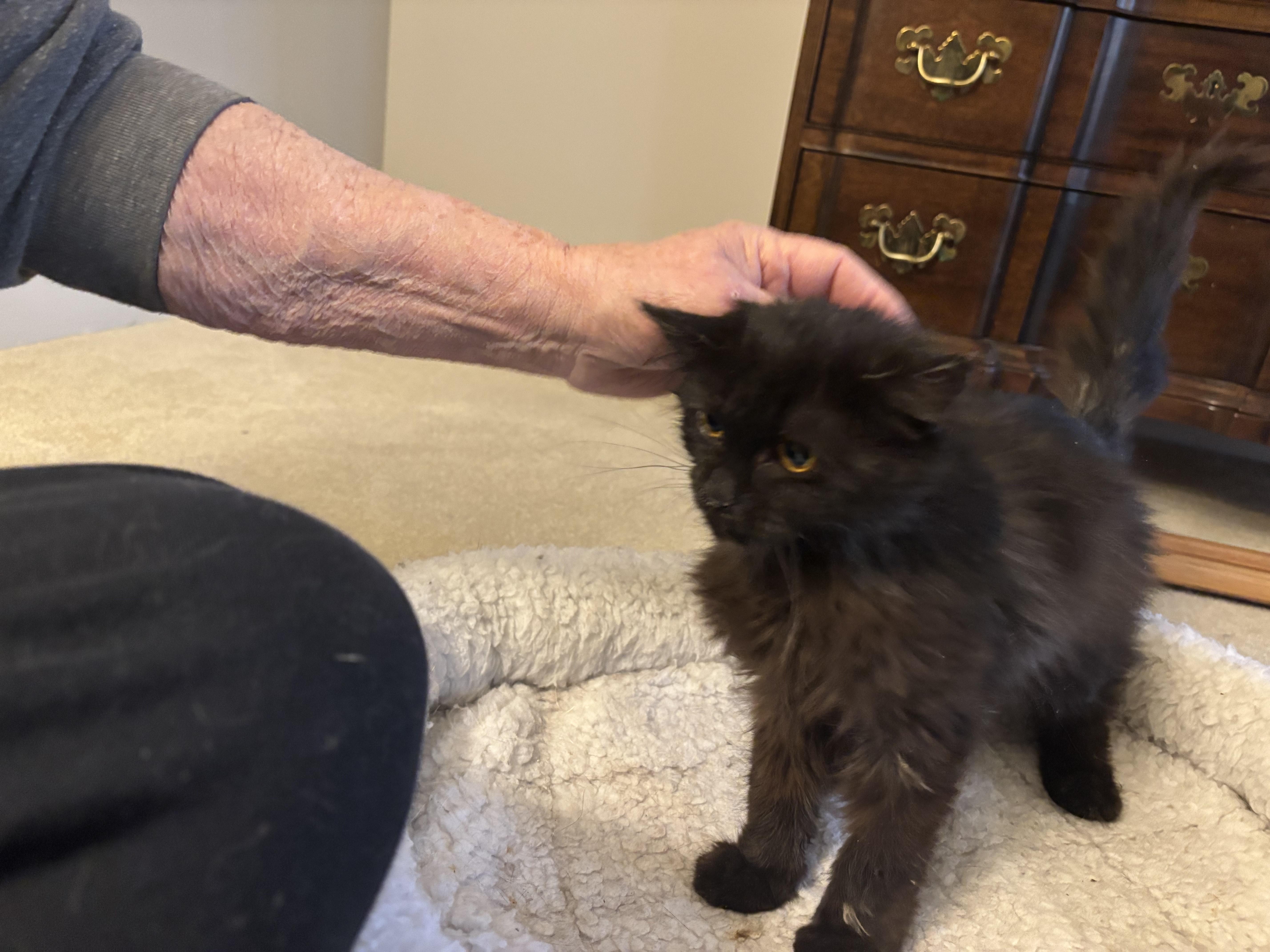 Enlarge Candy (F)  & Ramos (M) (Persian kittens), a ADOPTABLE Persian in Fairfax, VA image 5/5