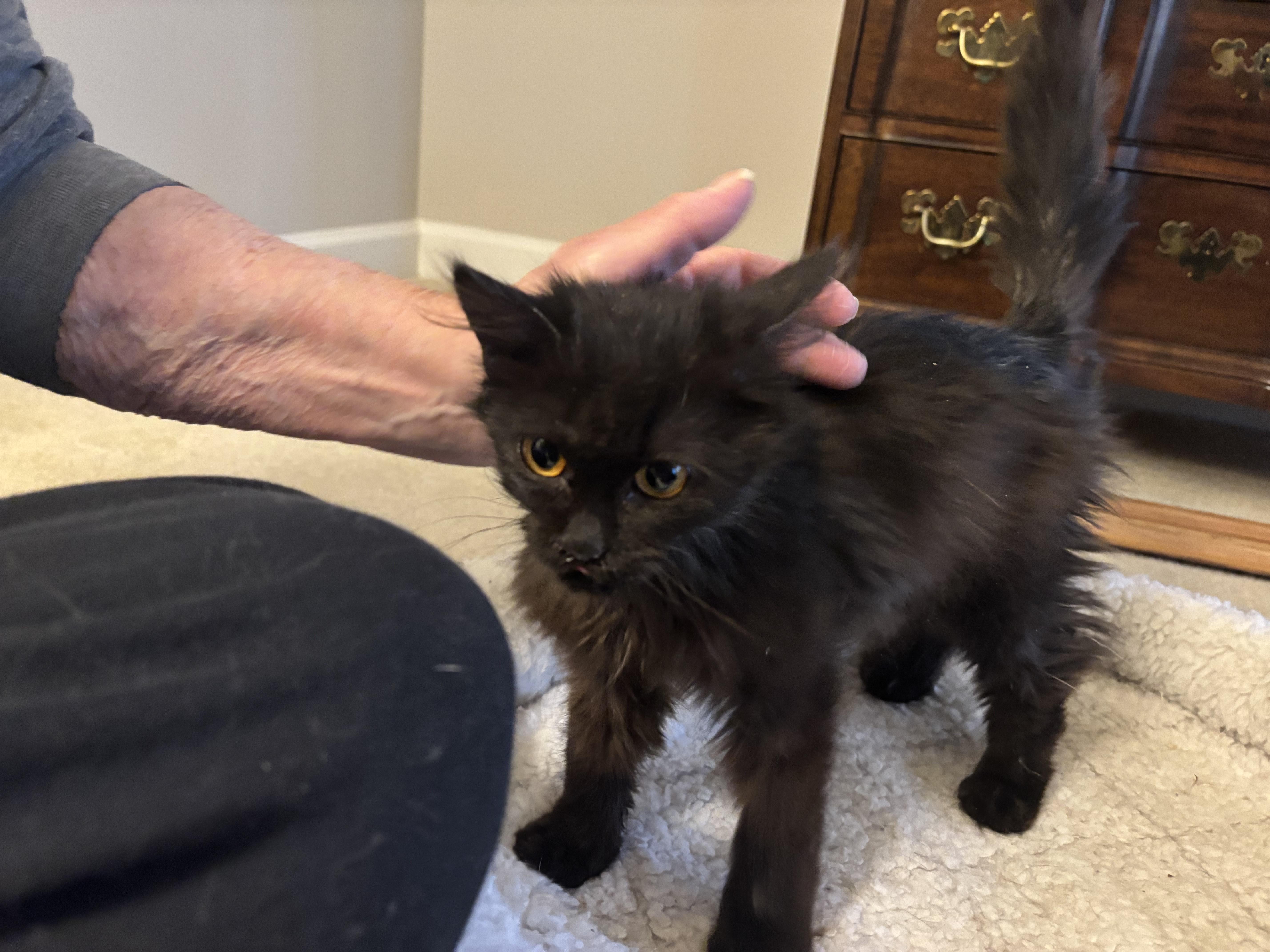 Enlarge Candy (F)  & Ramos (M) (Persian kittens), a ADOPTABLE Persian in Fairfax, VA image 2/5