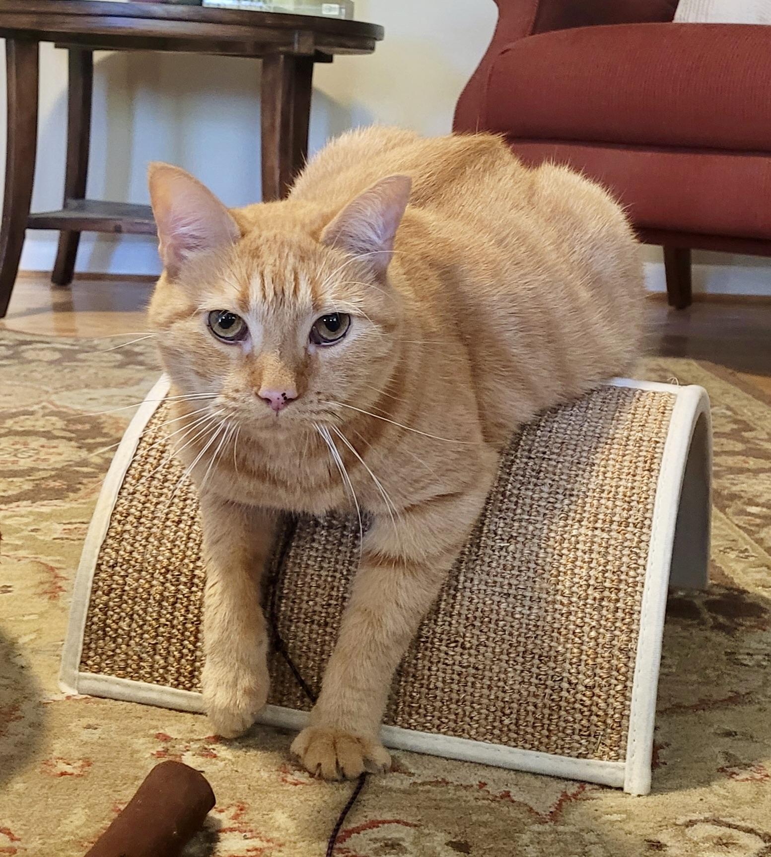 Charlie, Adoptable, Adult Male Domestic Short Hair.