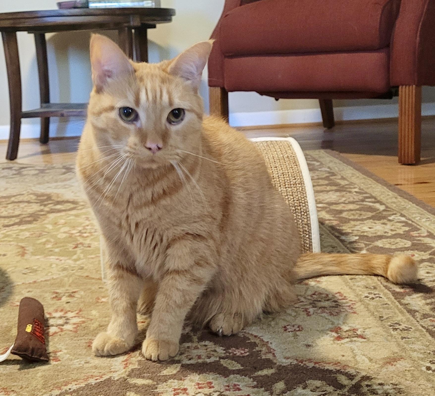 Enlarge Charlie, a Adoptable Domestic Short Hair in BLACK MOUNTAIN, NC image 2/4