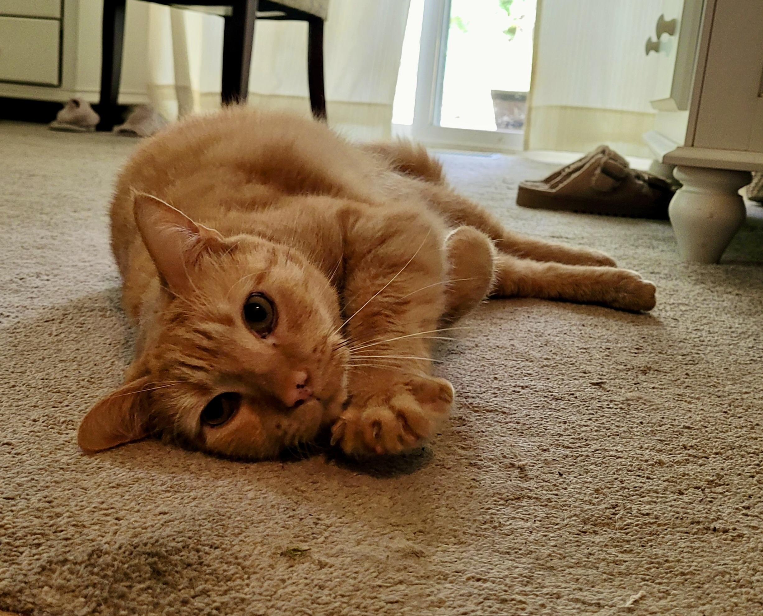 Enlarge Charlie, a Adoptable Domestic Short Hair in BLACK MOUNTAIN, NC image 4/4