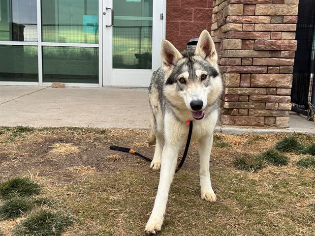 LENORE, Adoptable, Young Female Alaskan Malamute & Mixed Breed.