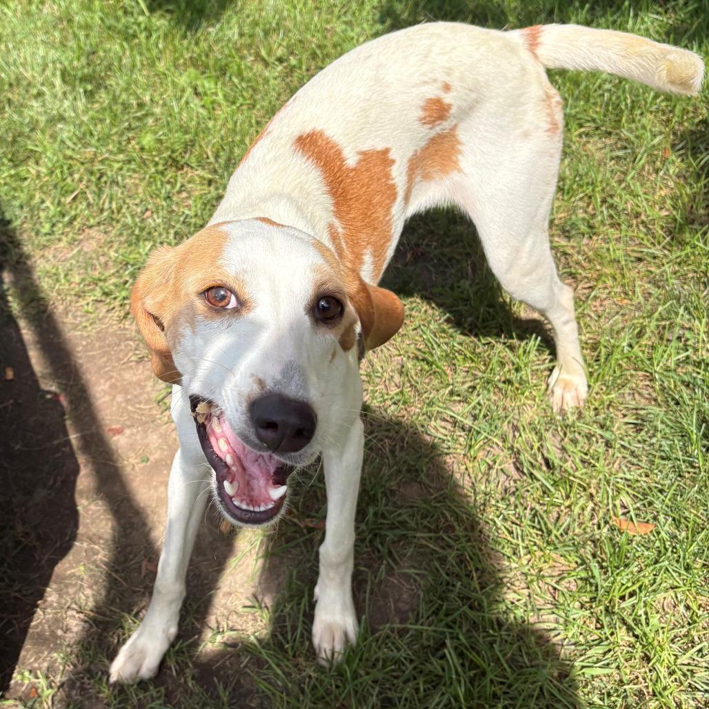 Enlarge Daisy, a Adoptable Hound in East Hanover, NJ image 1/6