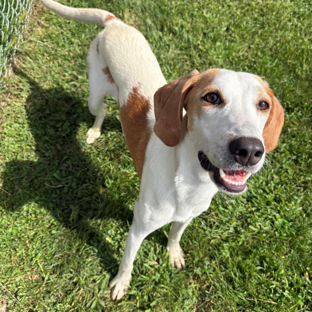 Enlarge Daisy, a Adoptable Hound in East Hanover, NJ image 2/6