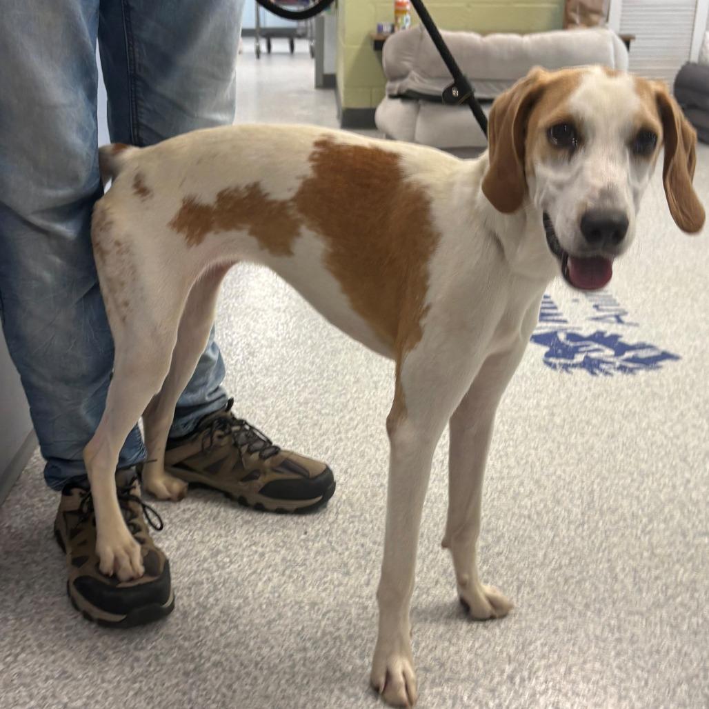 Enlarge Daisy, a Adoptable Hound in East Hanover, NJ image 3/6