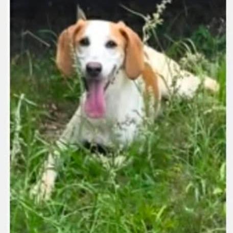 Enlarge Daisy, a Adoptable Hound in East Hanover, NJ image 4/6