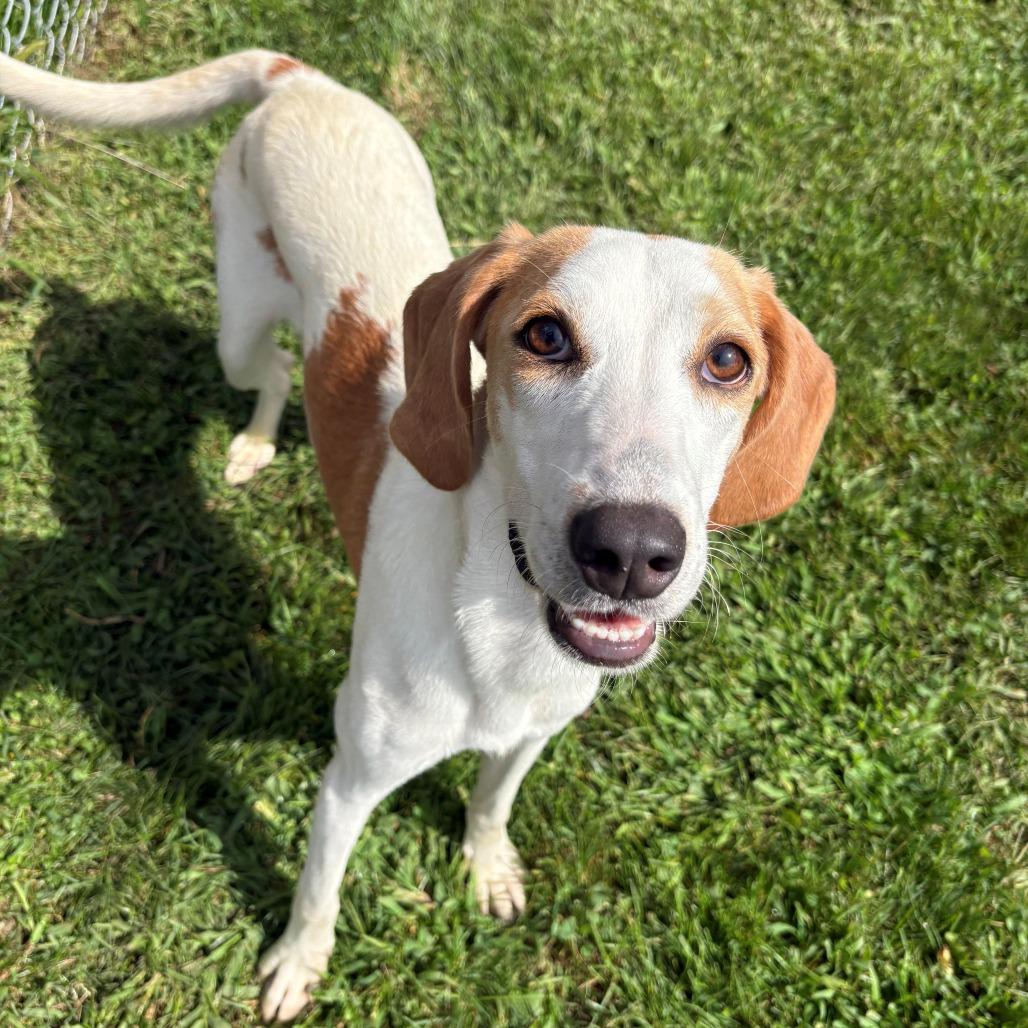 Enlarge Daisy, a Adoptable Hound in East Hanover, NJ image 5/6