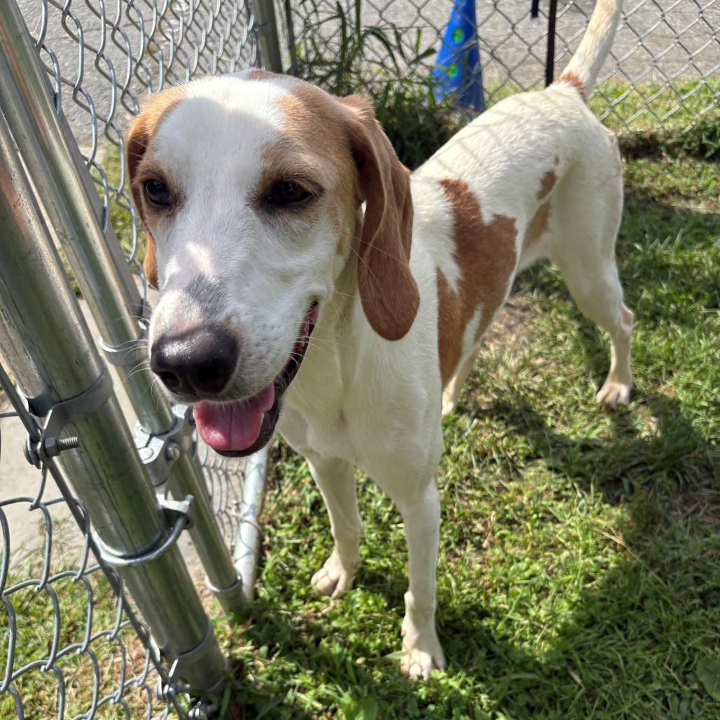 Enlarge Daisy, a Adoptable Hound in East Hanover, NJ image 6/6