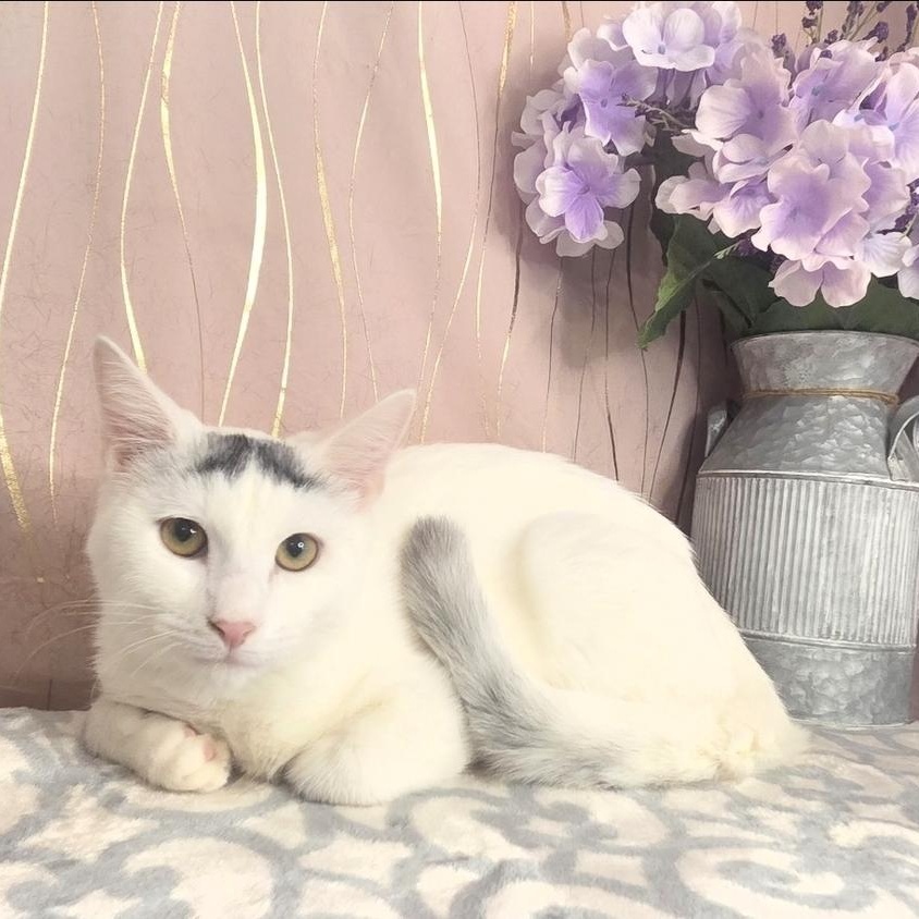 Enlarge Brew, a Adoptable Domestic Short Hair in Enfield, CT image 3/6