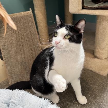 Enlarge Oreo, a Adoptable mixed breed in Janesville, WI image 1/3