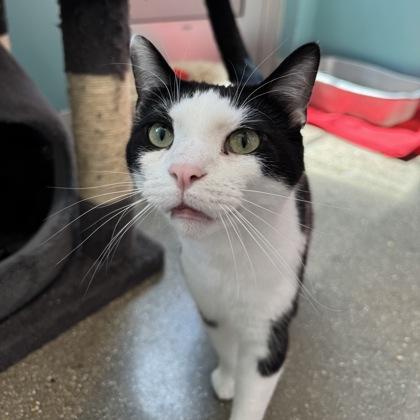 Enlarge Oreo, a Adoptable mixed breed in Janesville, WI image 2/3