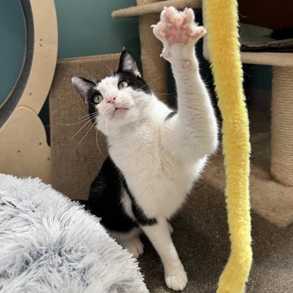 Enlarge Oreo, a Adoptable mixed breed in Janesville, WI image 3/3