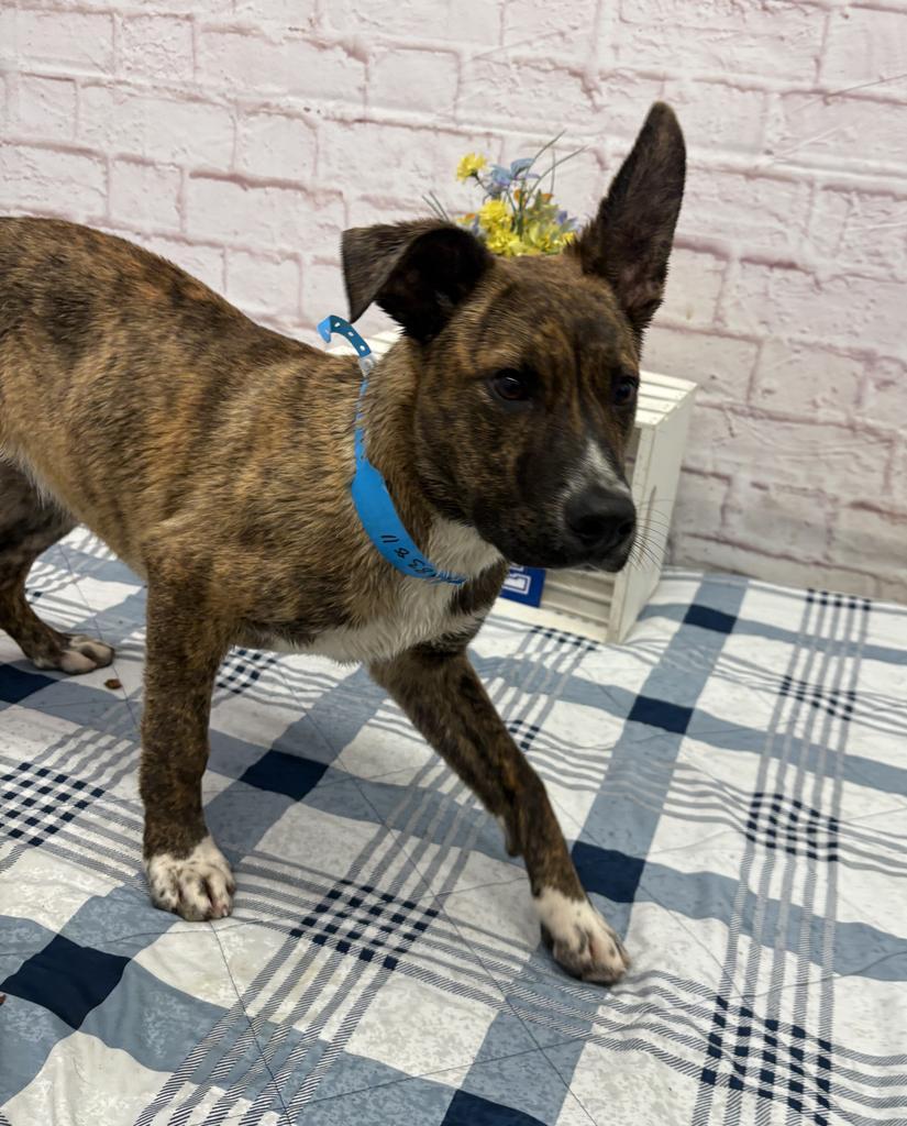 Hiccup, Adoptable, Puppy Male Mixed Breed.