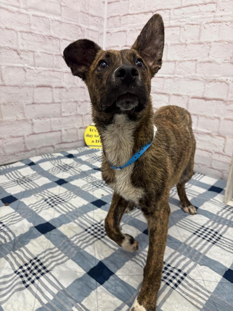 Enlarge Hiccup, a Adoptable mixed breed in Detroit, MI image 2/6