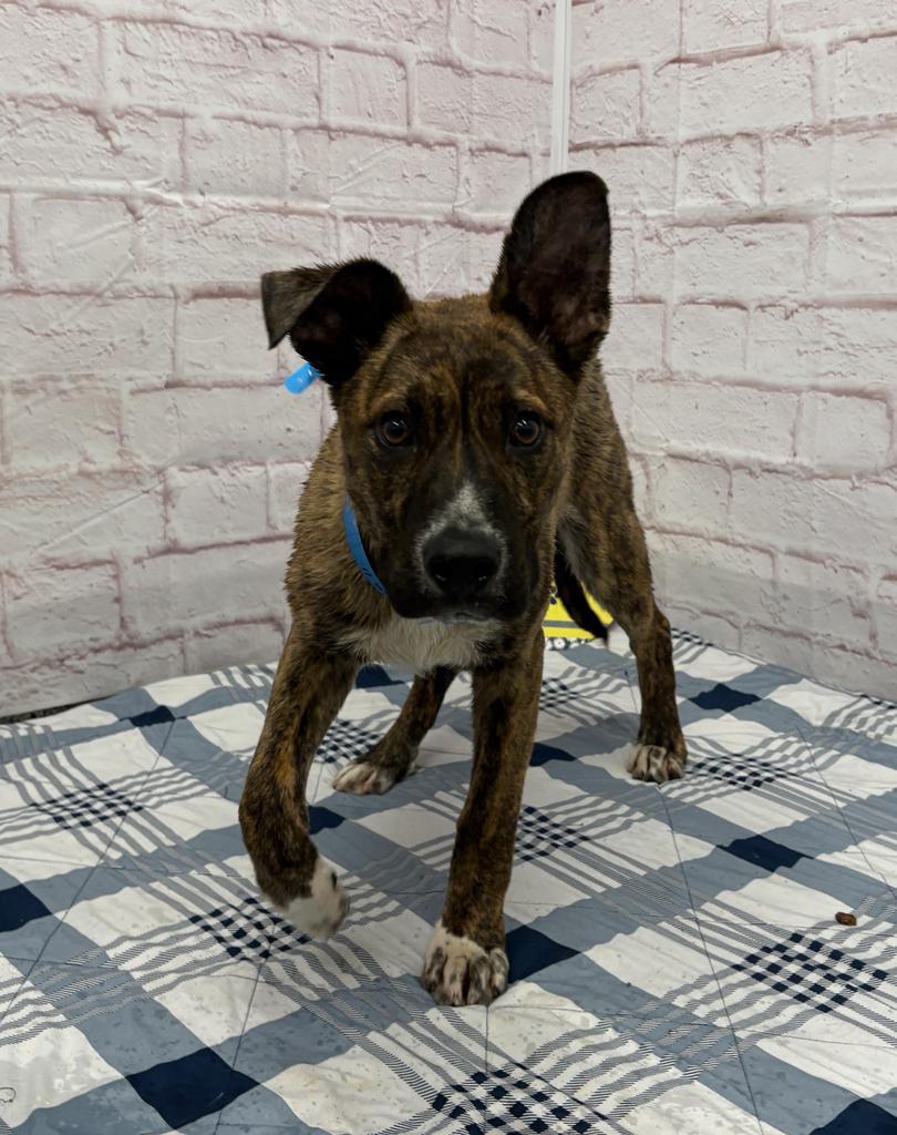 Enlarge Hiccup, a Adoptable mixed breed in Detroit, MI image 3/6